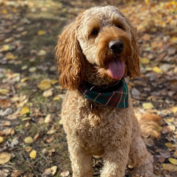 Meet your Posher, David - Picture 1 of 1